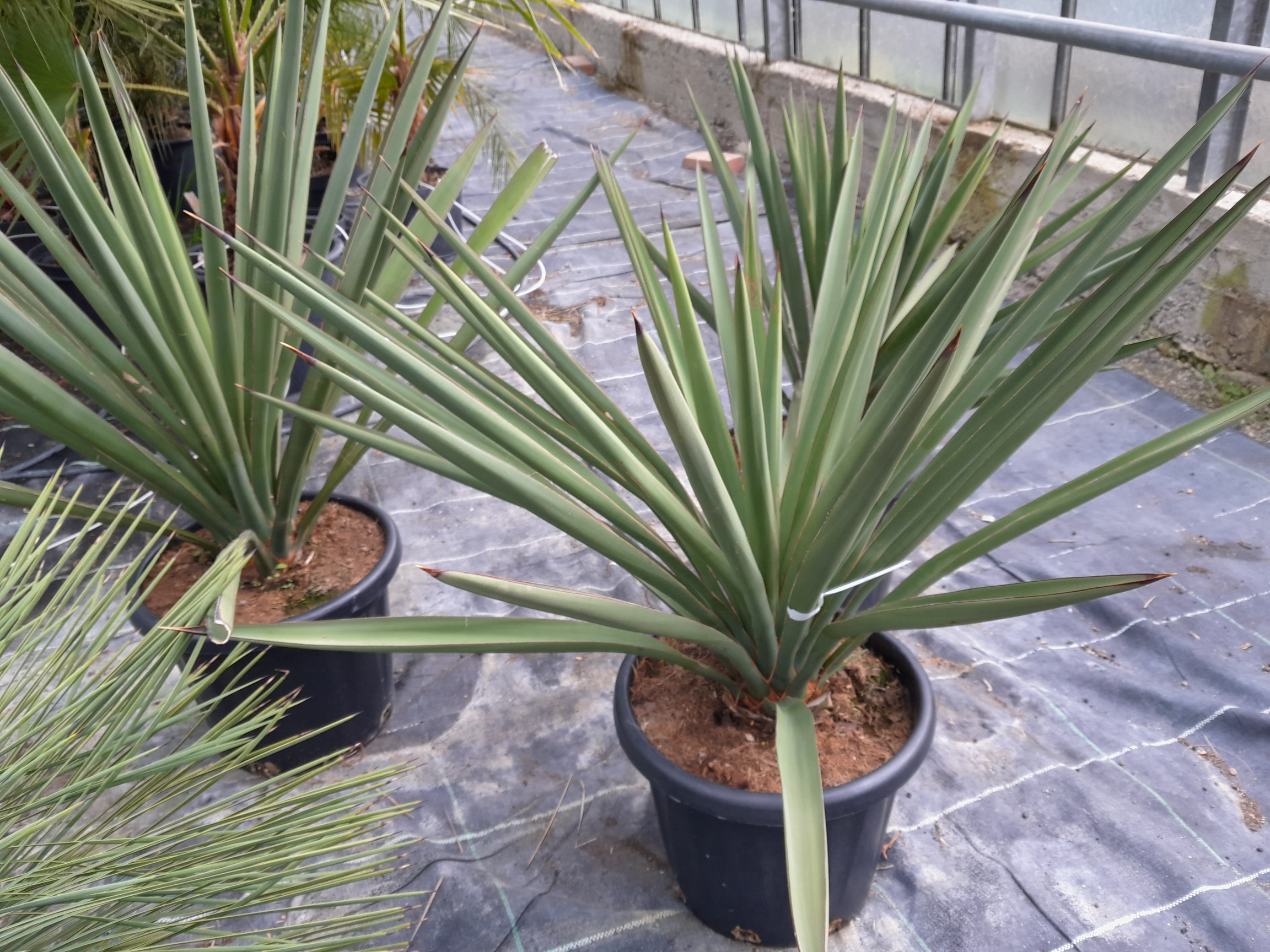 Yucca treculeana 90cm