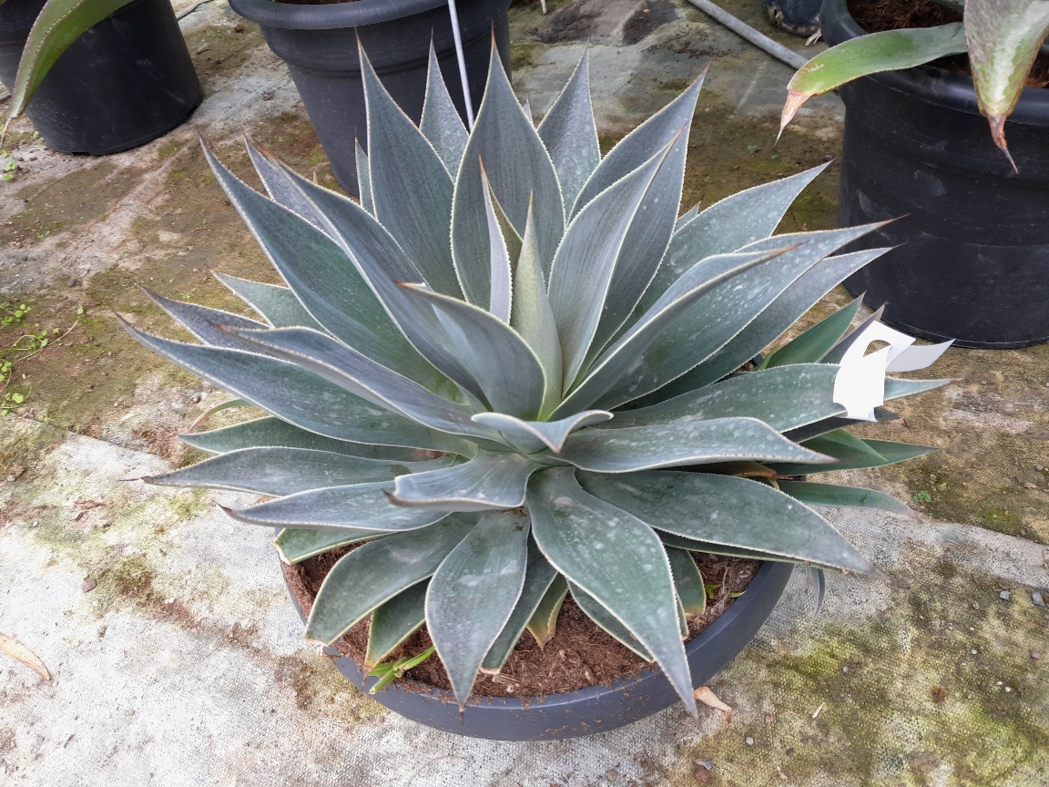 Mangave Lavander Lady 30/40cm dm