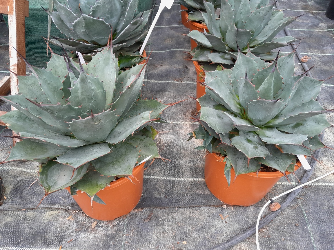 Agave ovatifolia Hybrid dm 30/40cm