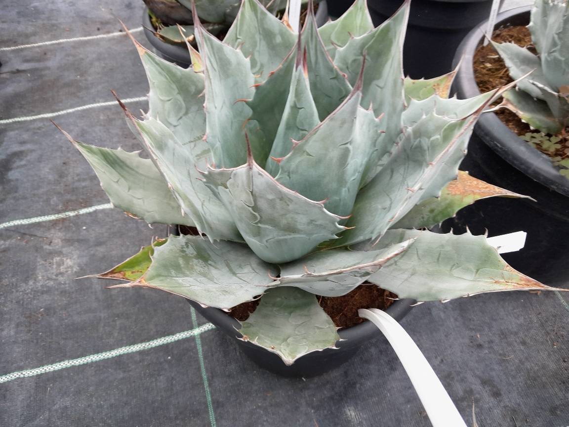 Agave parrasana dm 30cm