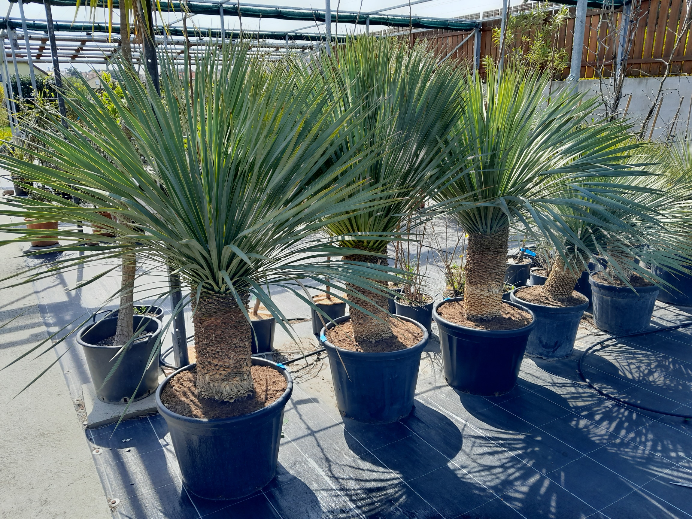 Yucca rostrata 170cm (Stamm 45cm)