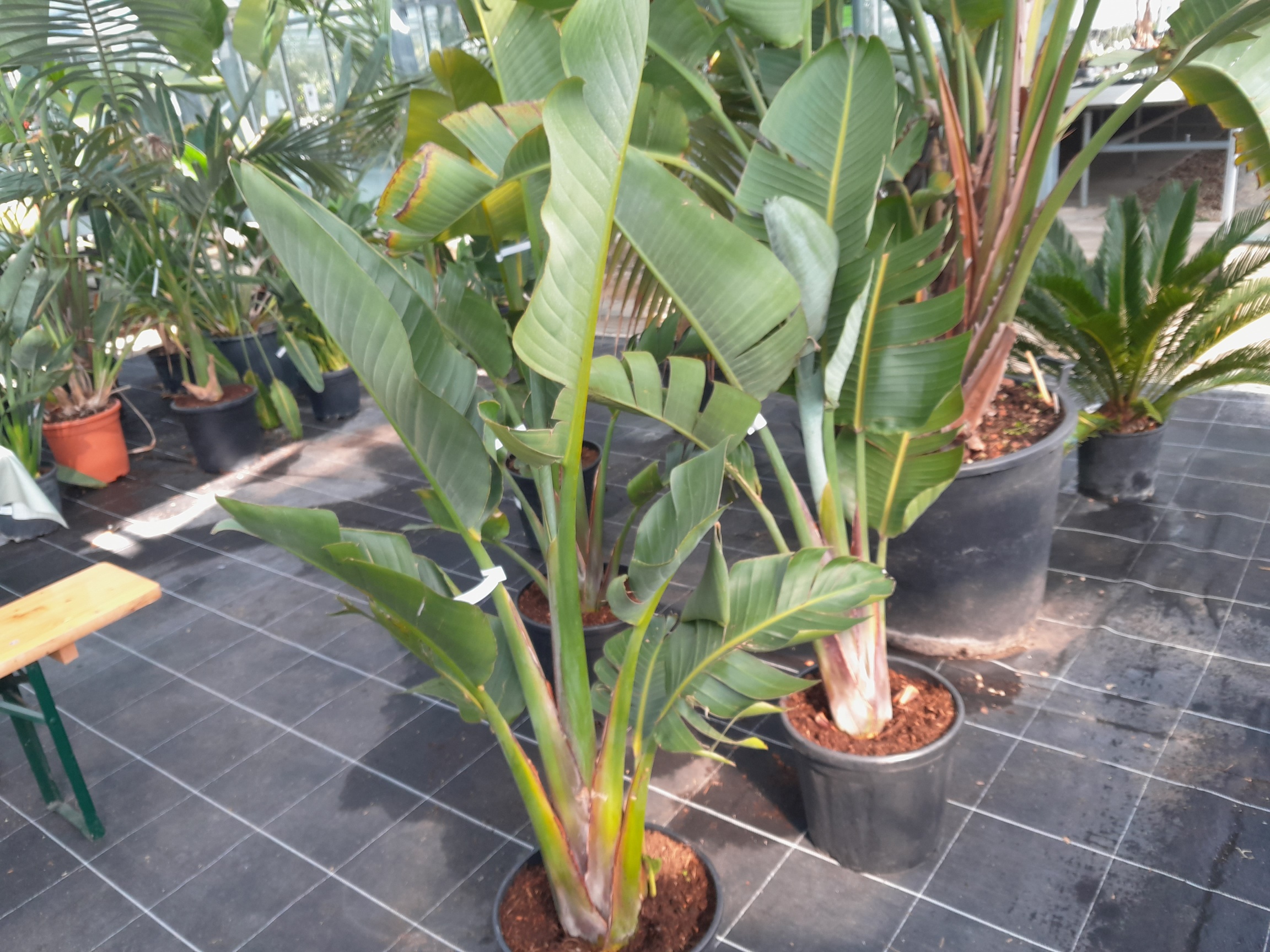 Strelitzia augusta - Baumstrelitzie 130cm
