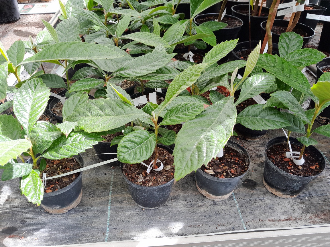 Eriobotrya japonica - Japan. Wollmispel 20/30cm - BIO