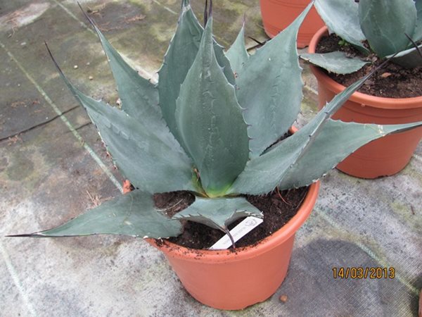 Agave havardiana 30/40cm dm