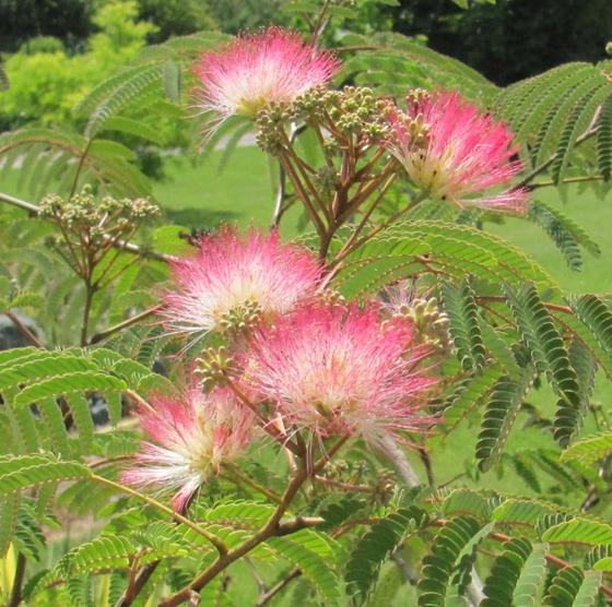 Albizia julibrissin Seidenbaum 20 Samen eigene Ernte NÖ