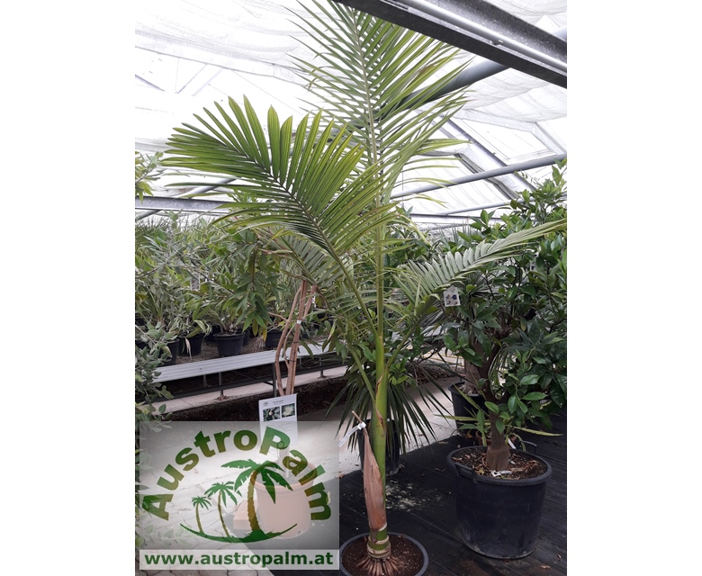 Archontophoenix alexandrae 180/200cm