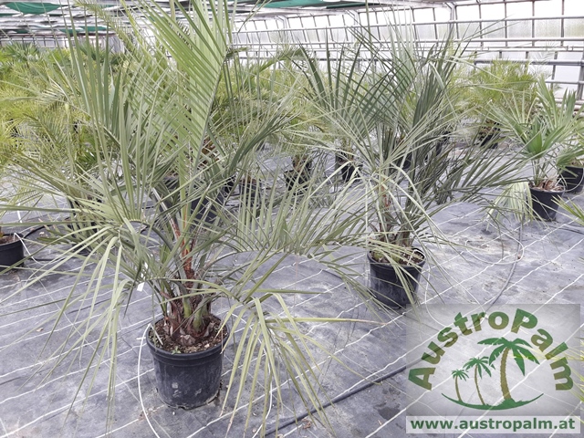 Butia capitata - Geleepalme 180cm, Stamm 20cm