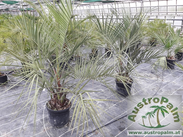 Butia capitata - Geleepalme 140cm, Stamm 20-30cm