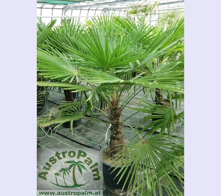 Trachycarpus fortunei - Chines. Hanfpalme 160cm, Stamm 40/50cm