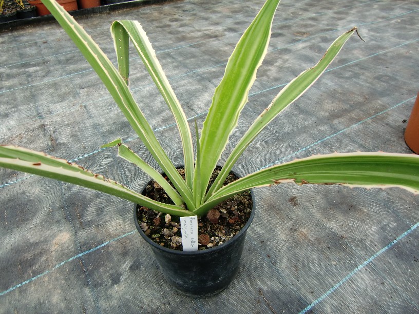 Furcraea selloa marginata 40/50cm - BIO