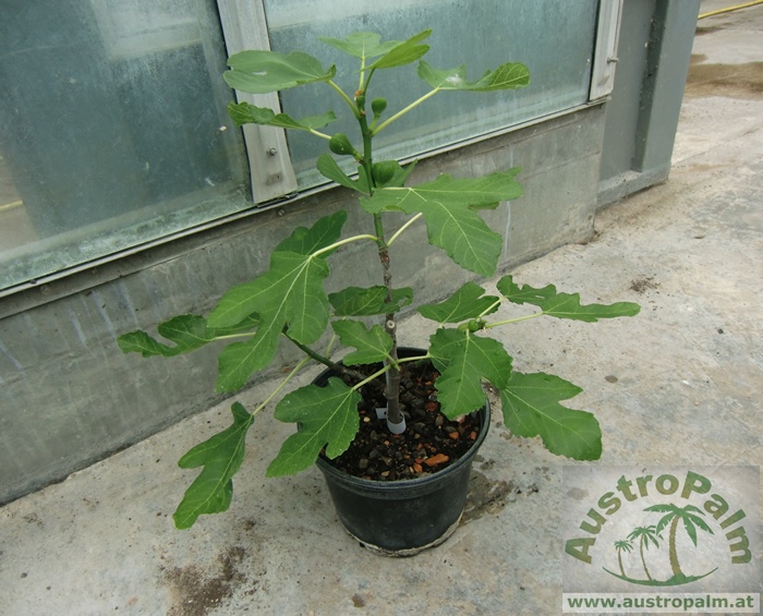 Ficus carica "Brown Turkey"- Feigenbaum 50/60cm - BIO