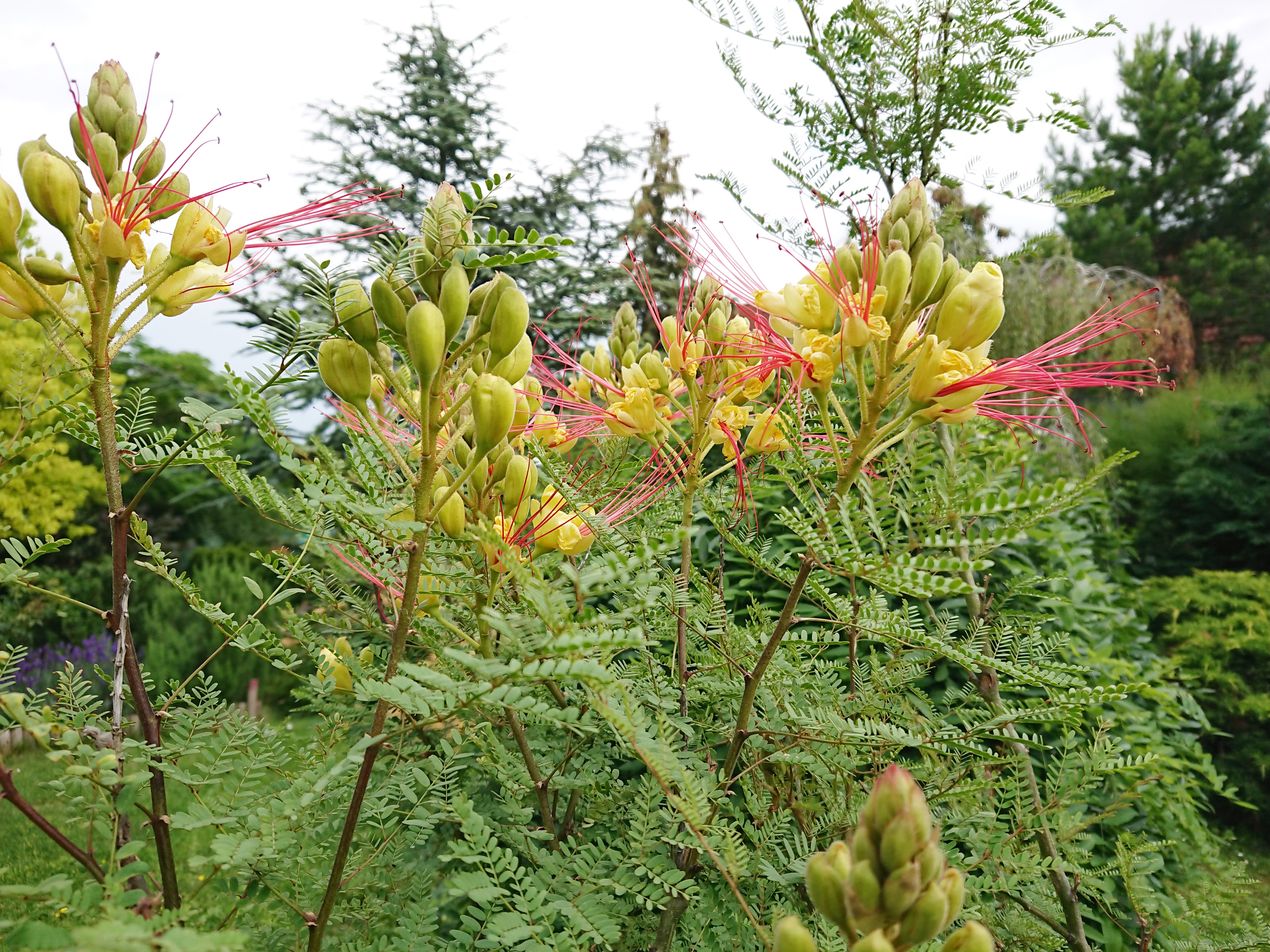 Caesalpinia gilliesii Paradiesvogelbusch 8 Samen eigene Ernte NÖ