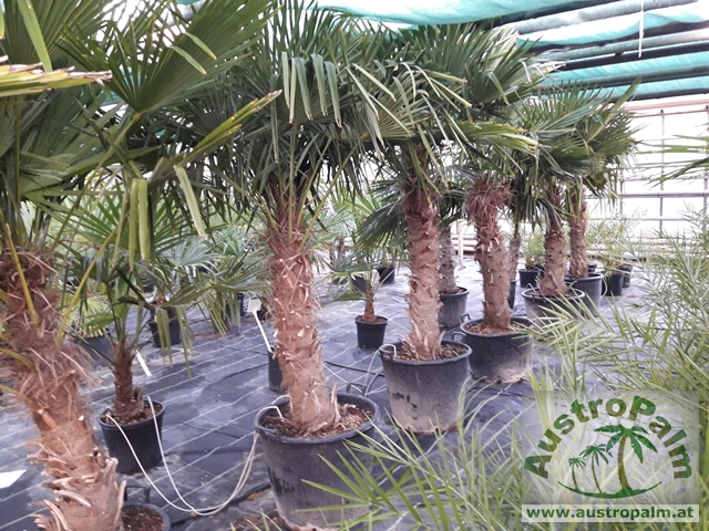 Trachycarpus fortunei - Chines. Hanfpalme 200/250cm, Stamm 120cm