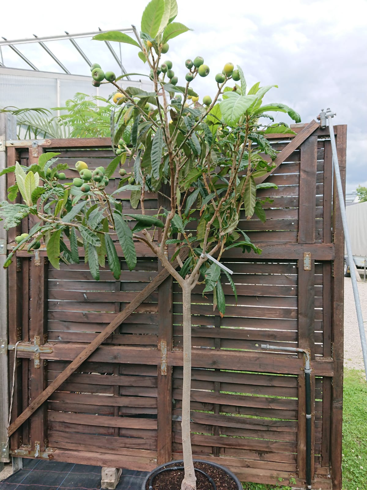 Eriobotrya japonica 180/200cm