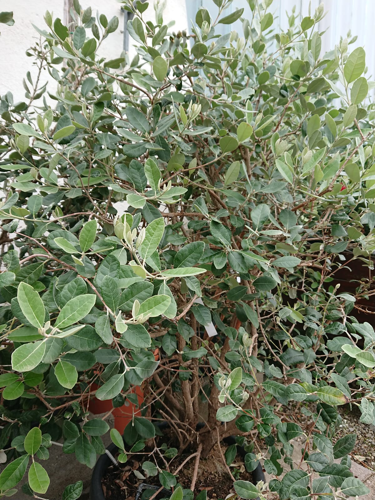 Acca sellowiana - Ananasguave, Feijoa 130/150cm