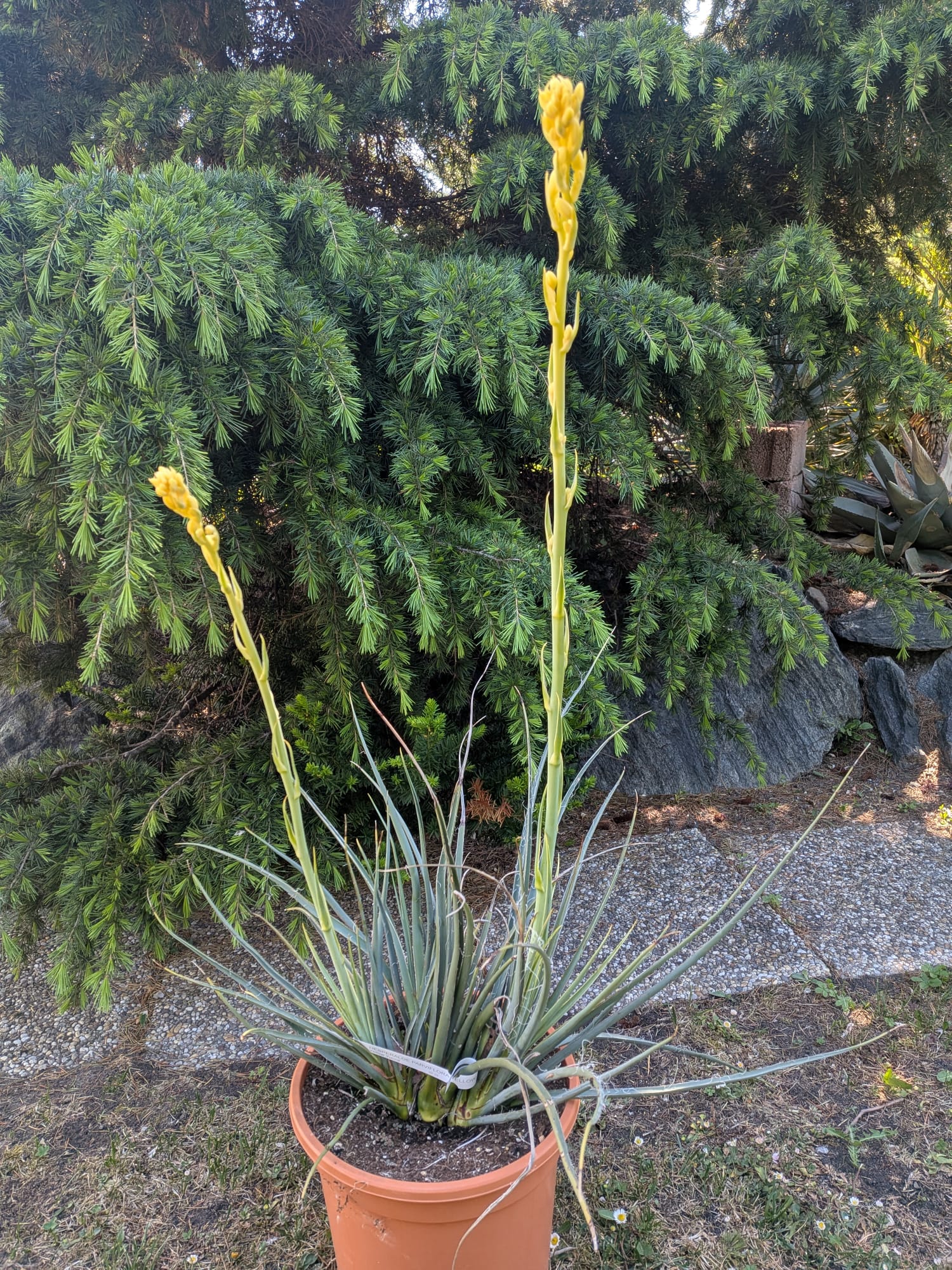Hesperaloe parviflora - Gelbe Yucca 70cm, mehrtriebig