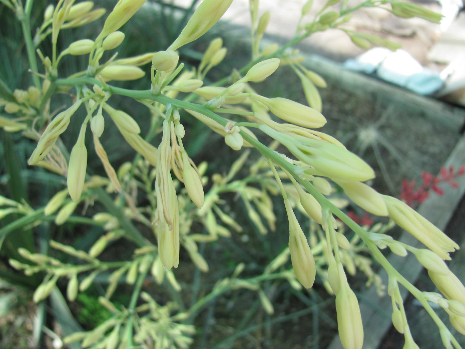 Hesperaloe parviflora Yellow Yucca 8Samen -eigene ErnteNÖ *BIO