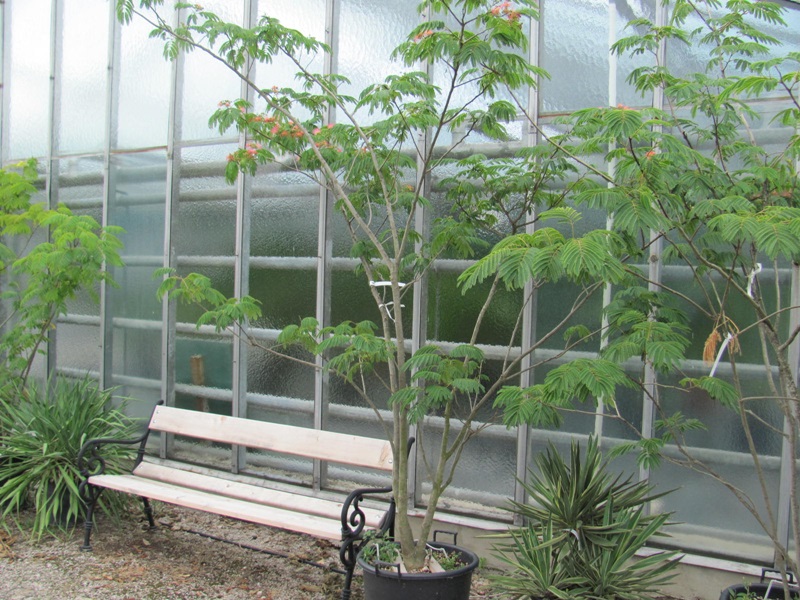 Albizia julibrissin - Seidenbaum 200/250cm