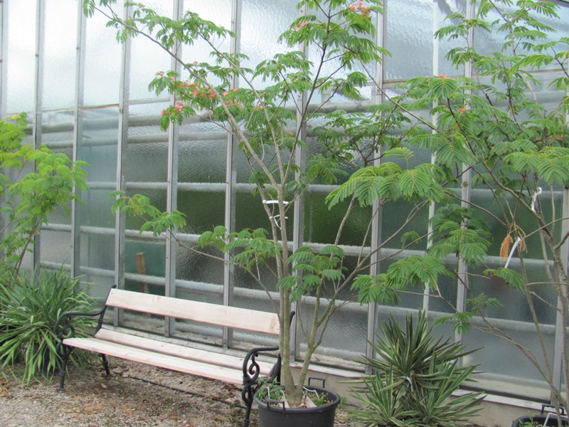 Albizia julibrissin - Seidenbaum 180cm Busch