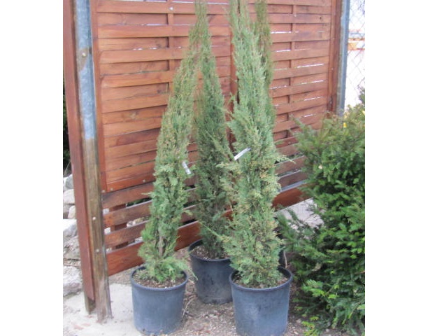 Cupressus sempervirens Mittelmeerzypresse 130/140cm