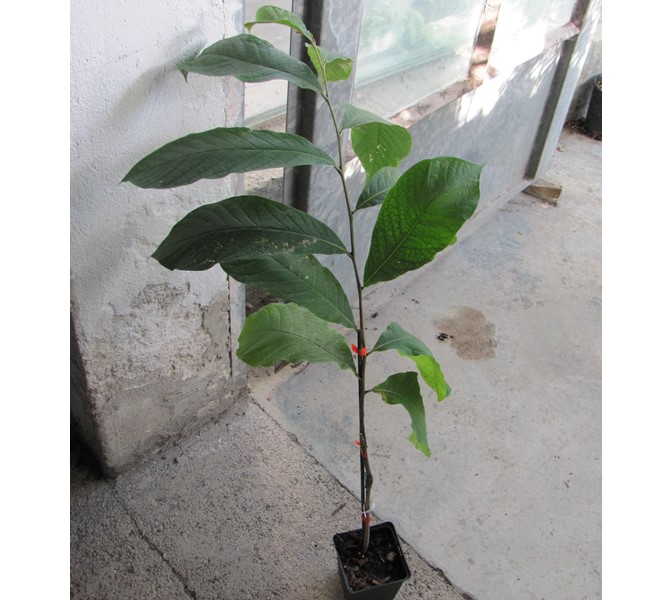 Asimina triloba Indianerbanane "Sunflower"selbstfruchtend 50c