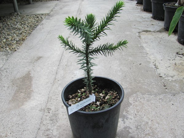 Araucaria araucana - Andentanne 30cm