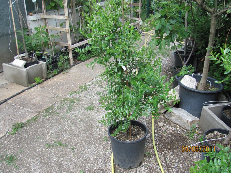 Ziziphus jujuba Chinesische Dattel 160cm