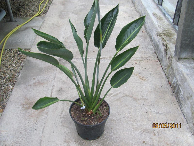 Strelitzia reginae - orange-blaue Paradiesvogelblume 100/120cm B