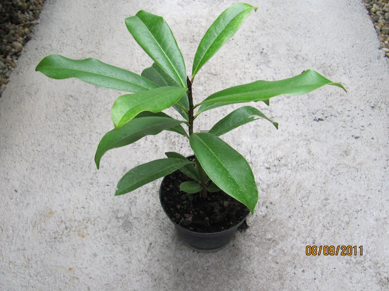 Magnolia grandiflora - Immergrüne Magnolie 20cm - BIO