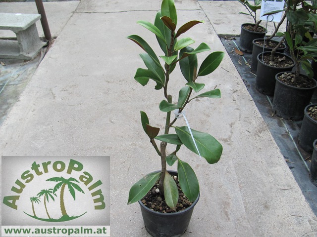 Magnolia grandiflora "Gallisoniensis" 50/60cm