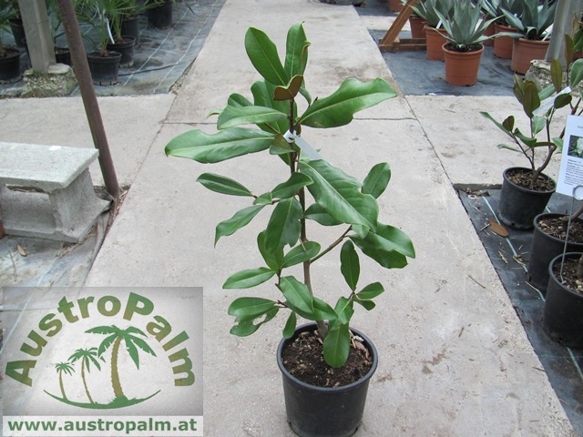 Magnolia grandiflora "Gallisoniensis" 80/100cm