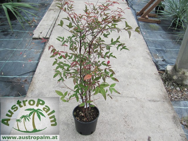 Nandina domestica - Himmelsbambus 50/60cm