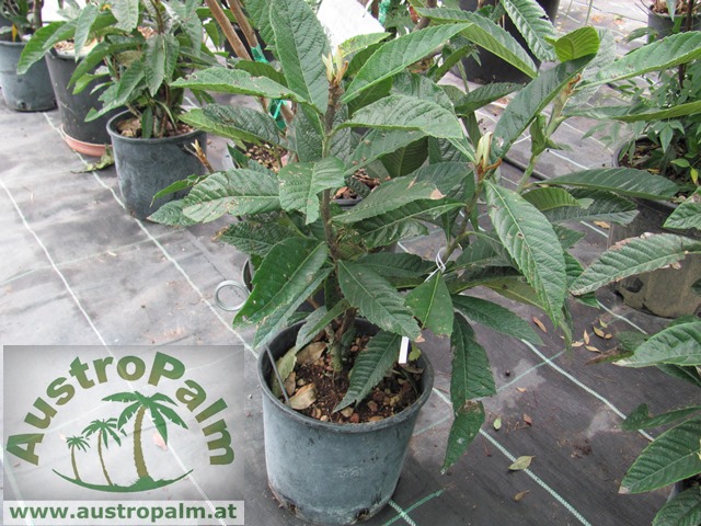Eriobotrya japonica - Japanische Wollmispel 90/110cm