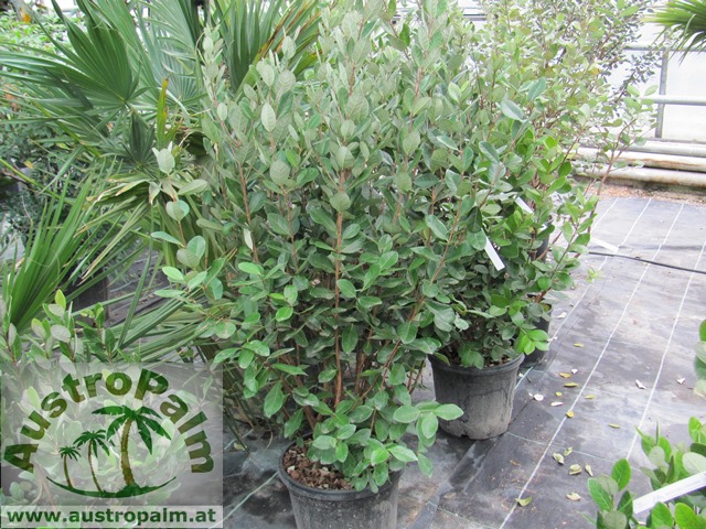 Acca sellowiana - Ananasguave, Feijoa 100/120cm