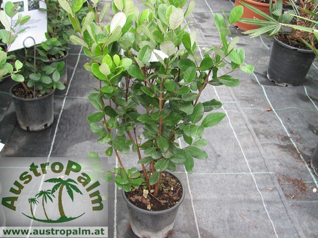Acca sellowiana - Ananasguave, Feijoa 80/90cm