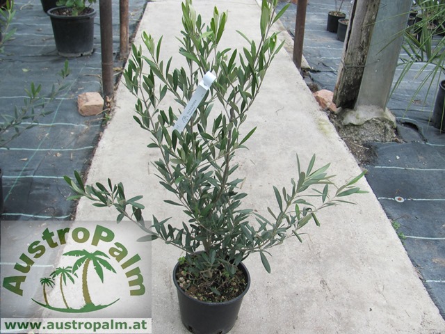 Olea europae - Olivenbaum 70cm Busch