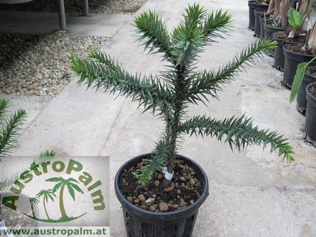 Araucaria araucana - Andentanne 60cm