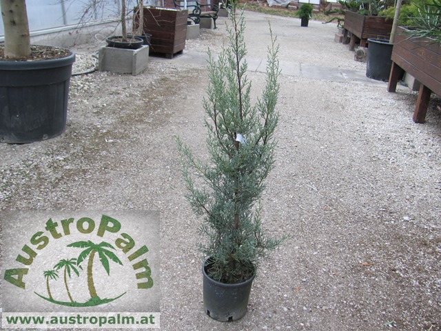 Cupressus arizonica Arizona-Zypresse 160cm