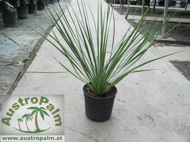 Yucca thompsoniana 60cm