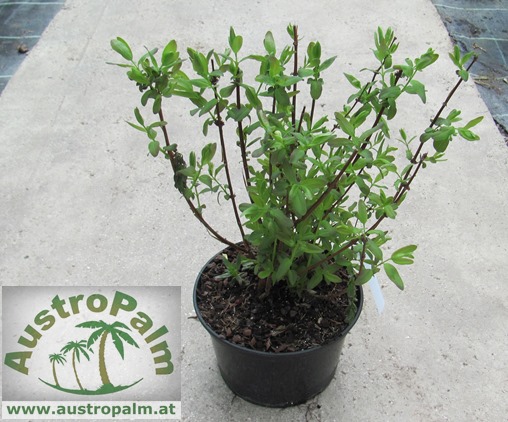 Lonicera caerulea kamtschatica -Sibirische Blaubeere 50cm