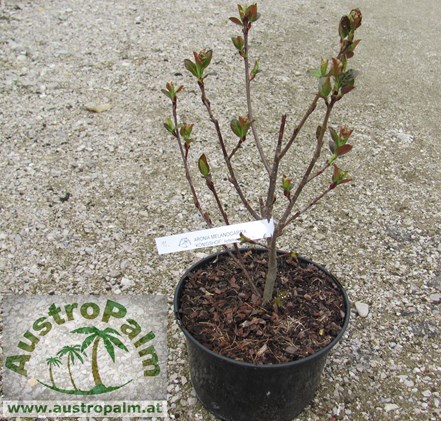 Aronia melanocarpa "Königshof" - schwarze Apfelbeere 80cm