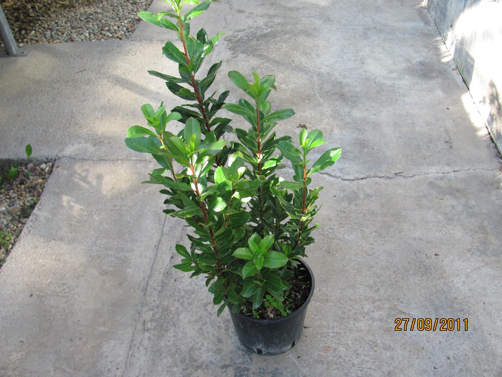 Arbutus unedo - Erdbeerbaum 70/80cm