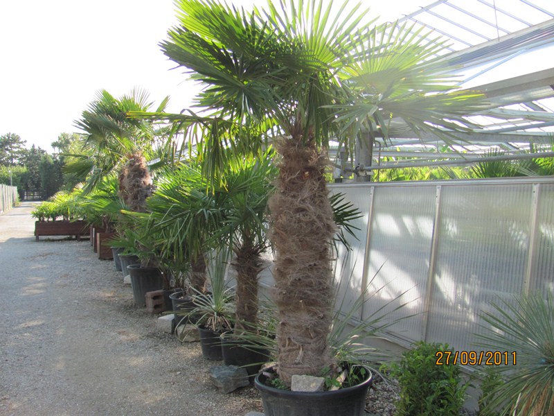 Trachycarpus fortunei 280/300cm trunk 140/150cm