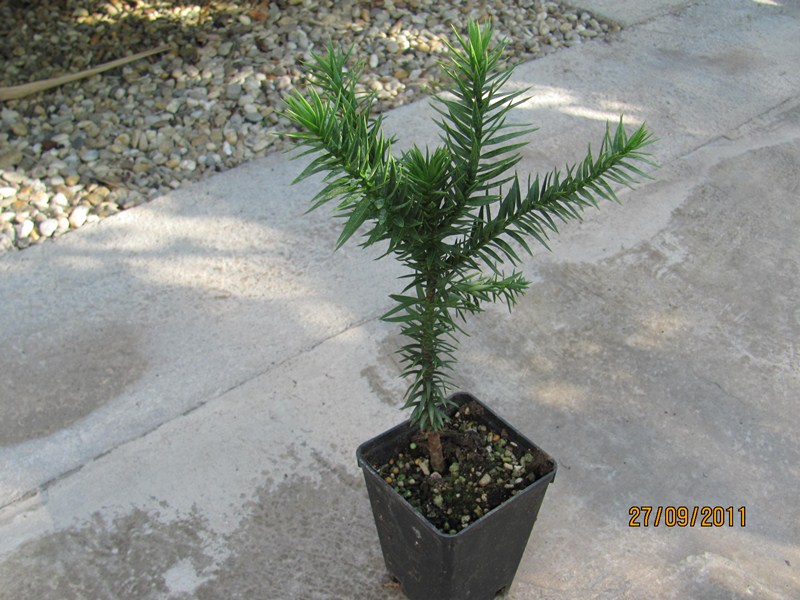 Araucaria araucana 20/25cm