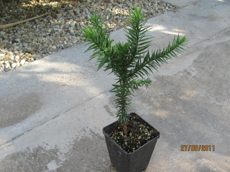 Araucaria araucana - Andentanne 20/25cm