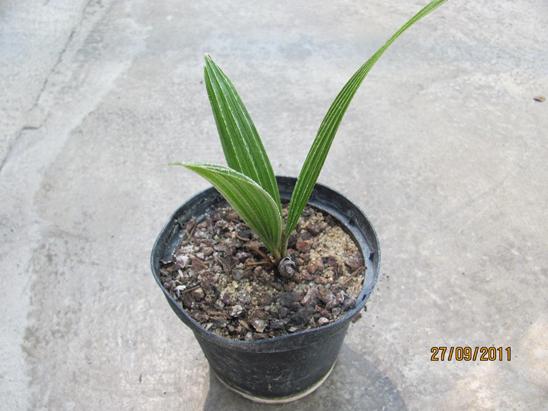 Rhapidophyllum hystrix - Nadelpalme 20cm - BIO