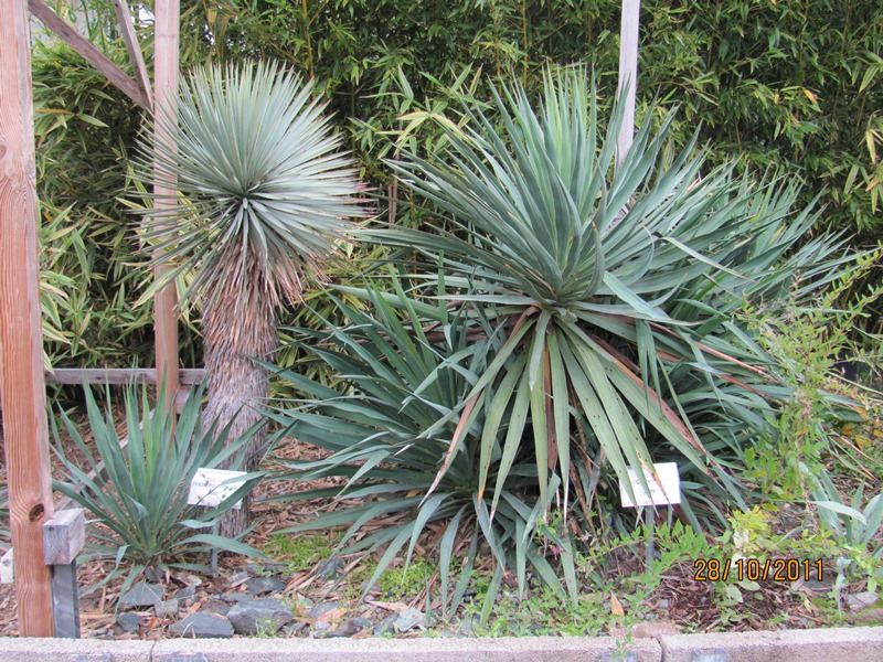 Yuccas