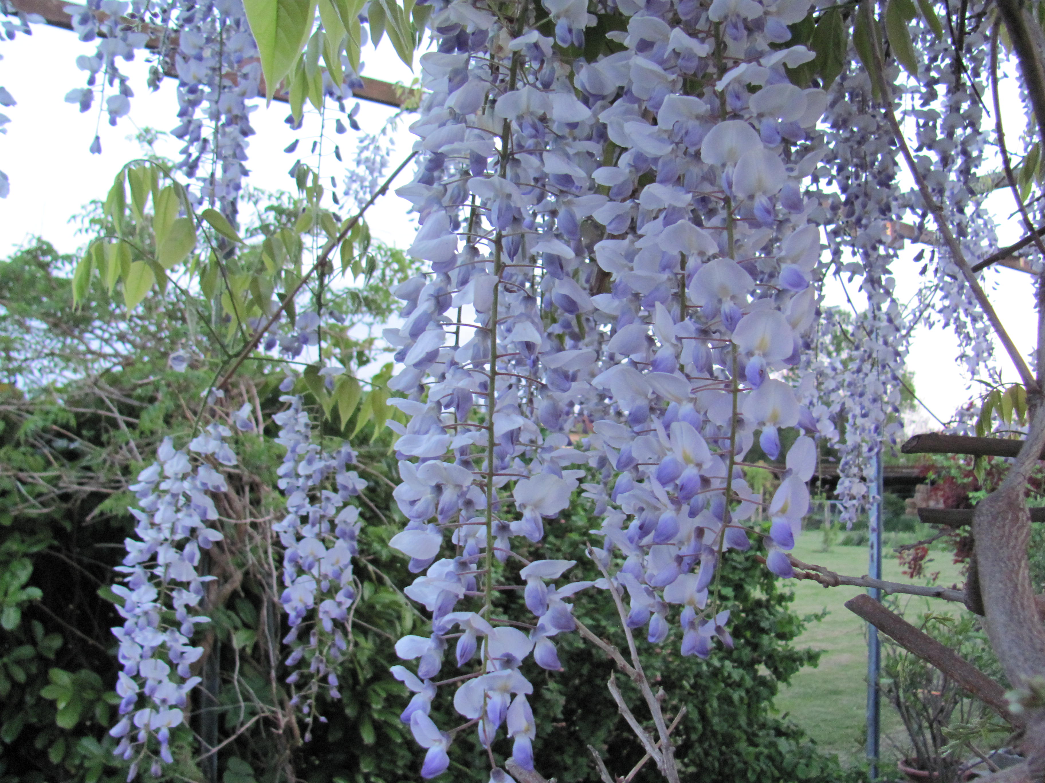 Wisteria floribunda - Blauregen - 5 Samen - eigene Ernte NÖ