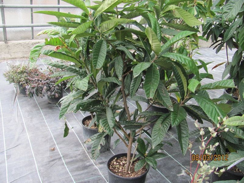 Eriobotrya japonica 220cm