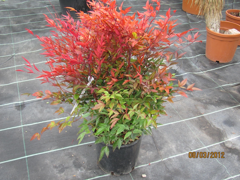 Nandina domestica - Himmelsbambus 80cm